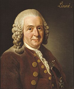 Portrait de Carl von Linné par Alexandre Roslin (1776)
