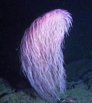Iridogorgia Chewbacca : mais que vient faire la Guerre des étoiles ici ?