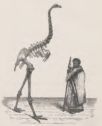 Gravure comparant un squelette reconstitué de Dinornis giganteus à un chef Maori. Image issue de A History of the Birds of New Zealand (1888) par Walter L. Buller. URL : https://archive.org/details/historybirdsnew1bull/